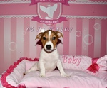 chiot jack russel à vendre Bull et Bill