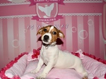 vente chiot jack russell nice  Bull et Bill