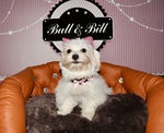 chiot bichon maltais à vendre Bull et Bill 