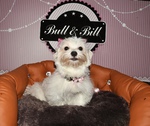 achat chiot bichon nice Bull et Bill 