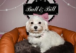 vente bichon maltais animalerie Bull et Bill 