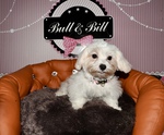 chiot bichon nice animalerie Bull et Bill 