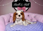 chiot cavalier king charles à vendre Bull et Bill 