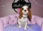 chiot cavalier king charles à vendre Bull et Bill 