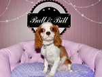 vente chiot cavalier king charles  Bull et Bill 