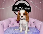 achat chiot cavalier king charles nice Bull et Bill 