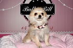 chiot spitz nain à vendre Bull et Bill 
