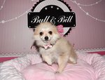 chiot spitz nain à vendre Bull et Bill 