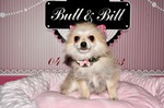 achat chiot spitz nain animalerie Bull et Bill 