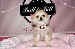 vente chiot spitz nain nice Bull et Bill 