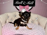 chiot chihuahua à vendre Bull et Bill 