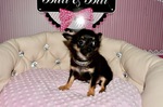 vente chiot chihuahua animalerie  Bull et Bill 