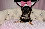 achat chiot chihuahua nice  Bull et Bill 