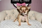 achat chiot chihuahua nice Bull et Bill 