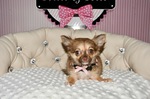 vente chiot chihuahua animalerie  Bull et Bill 