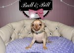 chiot chihuahua à vendre Bull et Bill 
