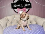 chiot chihuahua à vendre Bull et Bill 