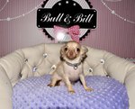 achat chiot chihuahua animalerie  Bull et Bill 