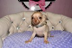 vente chiot chihuahua nice Bull et Bill 